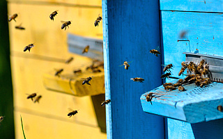 Otruł pszczoły sąsiada, bo chciał, by „wyleciały ze swoich domków”. Straty wynoszą prawie 13 tysięcy złotych